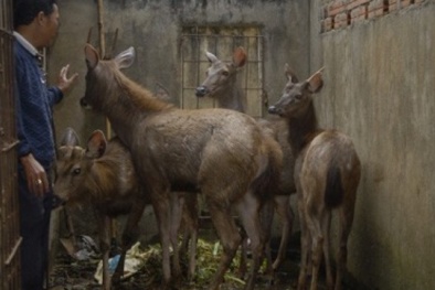 Nuôi nai lấy nhung nhỏ gọn, thu nhập trăm triệu/năm