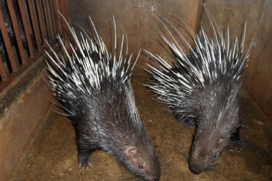 Dân tố cáo cán bộ xã ‘dắt nhầm’ đàn nhím hơn 150 triệu về nhà 