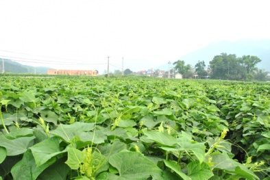 Sử dụng enzym giúp tăng năng suất cây trồng và vật nuôi