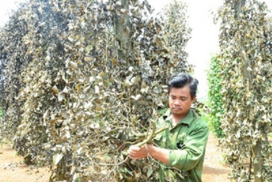 Đắk Nông: Điều tra kẻ gian 3 lần phá vườn tiêu giá cả tỷ đồng