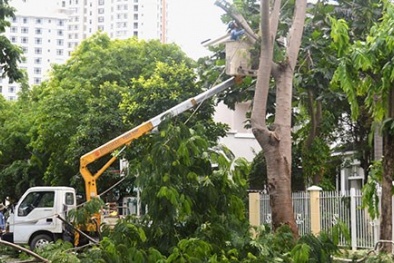 Hà Nội chi 30 tỷ đồng cắt tỉa cây