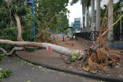 Gió lốc quật bật gốc, cây đổ lên xe ô tô du lịch