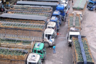 Cửa khẩu Tân Thanh: Sang năm vẫn còn cảnh ùn tắc dưa hấu