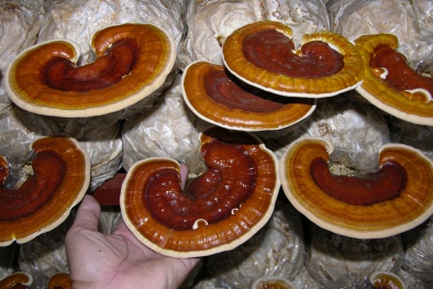 Nghiên cứu tác dụng kìm hãm tế bào ung thư của nấm linh chi 