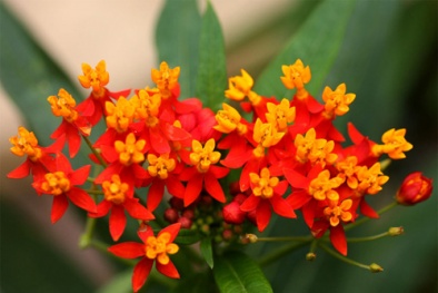 Ngắm những loài hoa 'tử thần' rực rỡ ở Việt Nam