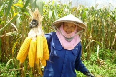 Ngô biến đổi gen - hướng đi mới cho nông dân Đồng Nai