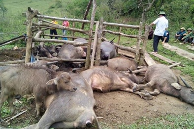 Bắc Kạn: Sét đánh chết gần hết đàn trâu của một nông dân