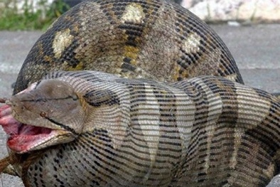 Trăn khổng lồ chết nghẹn vì nuốt chửng mèo già 