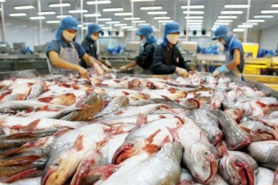 Xuất khẩu cá tra vẫn có triển vọng tốt