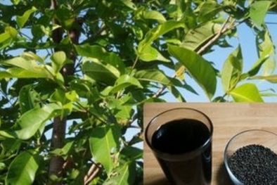 Khám phá công hiệu trị bệnh của lá vối 