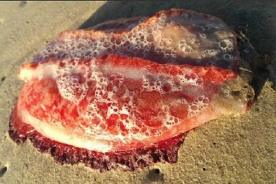 Những lần quái vật biển thời tiền sử mắc cạn 