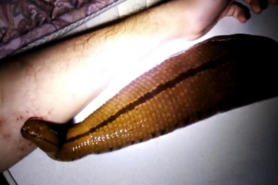 Thú cưng 'kinh dị' được nuôi bằng máu của chủ 