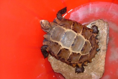 Quảng Bình: Đổ xô đi xem rùa 'lạ' đứng lặng trước cửa đình