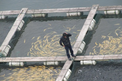 Công nghệ nuôi cá trên sa mạc đạt năng suất cao của Israel
