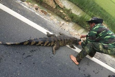 Mất cả giờ đồng hồ bắt cá sấu 'phơi nắng' ven Quốc lộ 1