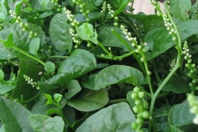 Mắc sỏi thận do ăn nhiều canh mồng tơi