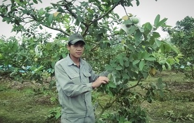 Tỷ phú ổi bốn mùa đất Bắc