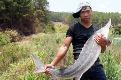 Chàng trai dân tộc kiếm 60 triệu một buổi sáng nhờ cá khủng trời cho