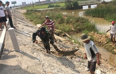 Quảng Nam: Cá sấu vô tư phơi mình trên QL1A