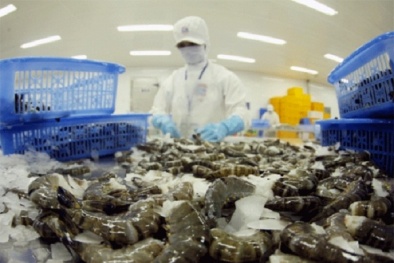 107 lô tôm Việt bị Mỹ từ chối nhập khẩu do nhiễm kháng sinh nặng
