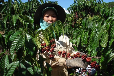 Cà phê giảm sản lượng vì bị nhiễm ‘cúm’