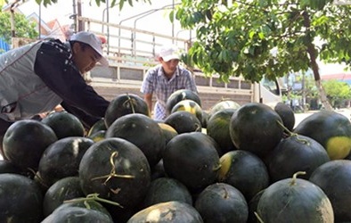 Các tỉnh miền Trung đã tiêu thụ gần hết dưa hấu