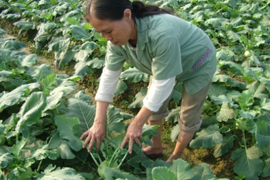 Hóa chất chống ung thư tiền liệt tuyến trong su hào