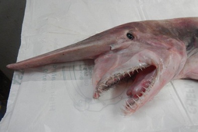 Những lần cá mập yêu tinh bất ngờ sa lưới ngư dân 