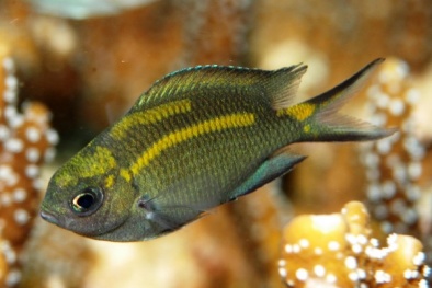 Kỳ lạ loài cá rạn san hô có khả năng thay đổi giới tính cho cá con