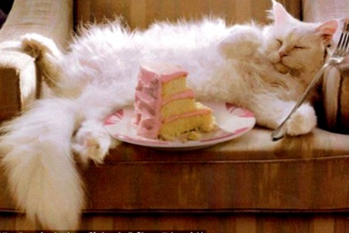 Mèo 'siêu mẫu'  kiếm gần 100 tỷ/năm 