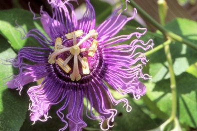 Những loài hoa kỳ lạ trên thế giới