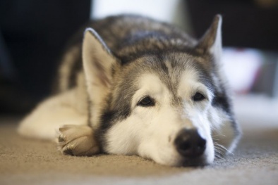 Quan hệ với thú cưng ngay tại nhà người yêu