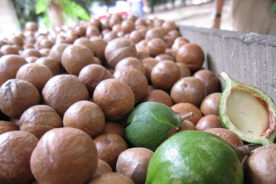 Cảnh báo xuất hiện giống cây ‘tỷ đô’ giả