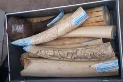 Bắt lô sừng tê giác ngà voi trị giá hàng chục tỷ ở sân bay