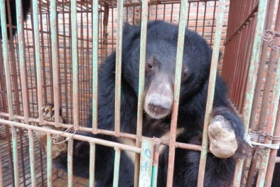 Chuyển toàn bộ gấu khỏi các hộ nuôi nhốt lấy mật
