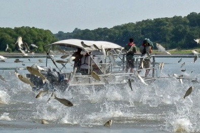 Phi đội cá chép bay tấn công người chèo thuyền