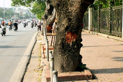 Hàng cây xà cử Hà Nội sẽ chết nếu tiếp tục bị lột vỏ diện rộng