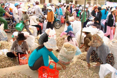 ‘Lạ lùng’ câu chuyện về tỏi cô đơn giá bạc triệu trên đảo Lý Sơn 