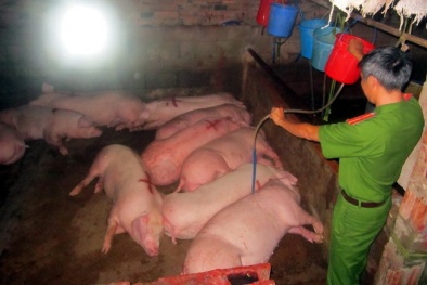 Đồng Nai: Bắt quả tang cơ sở bơm nước, thuốc an thần vào lợn 