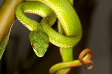 Sơ cứu kịp thời nạn nhân bị rắn độc cắn