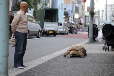 Ông lão dắt rùa cưng đi dạo tại Nhật Bản gây sốc
