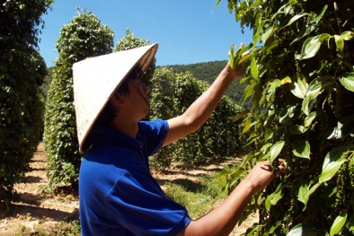 Năng suất hồ tiêu Việt Nam cao nhất thế giới