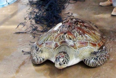 Bạc Liêu: Rùa biển hiếm gặp nặng 62kg lọt lưới ngư dân