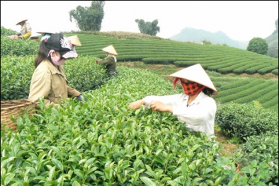 Sơn La: Hàng trăm mô hình nông nghiệp cho hiệu quả kinh tế cao