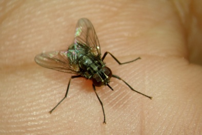 Những căn bệnh nguy hiểm thường gặp do ruồi gây ra