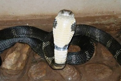 Thanh Hóa: Nam thanh niên bị cắn chết vì trêu nhầm rắn hổ mang