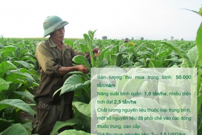 6 triệu người sinh nhai bằng nghề làm thuốc lá