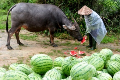 Chính phủ vào cuộc vụ dưa hấu, hành tím ‘được mùa rớt giá’