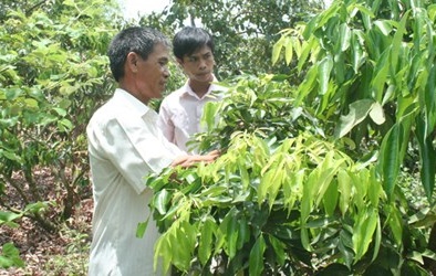 Vải thiều đi Mỹ- Cơ hội 'đổi đời'