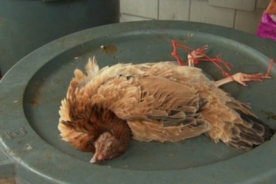 Ngồi tù vì giết gà ...của mẹ